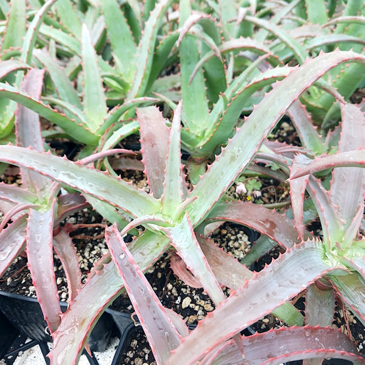 Aloe vaotsanda