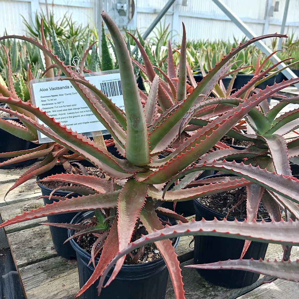 plant that looks like giant aloe vera Aloe vaotsanda x divaricata