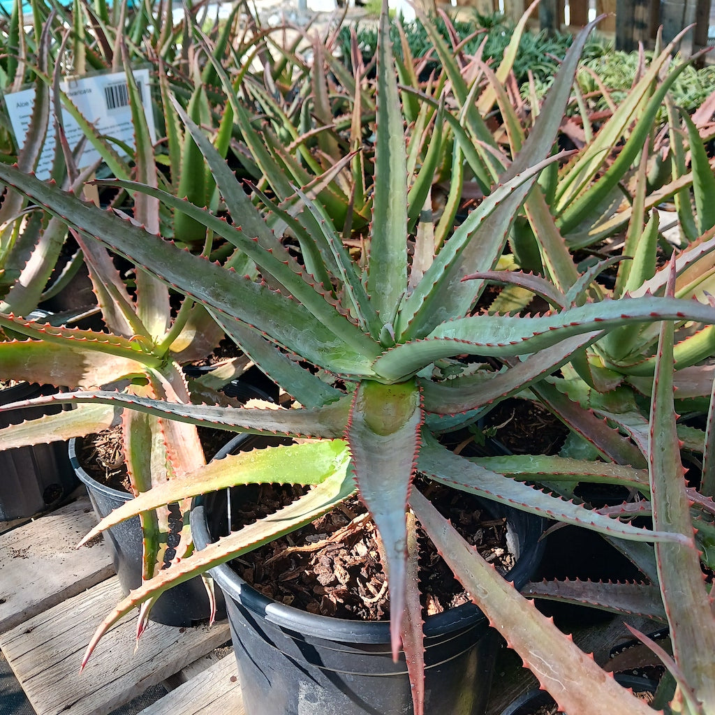 Aloe vaotsanda x divaricata