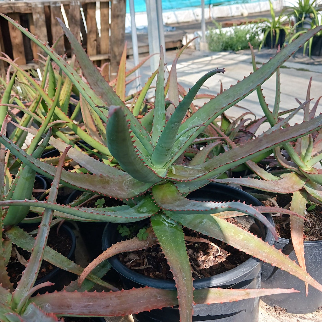 Aloe vaotsanda x divaricata