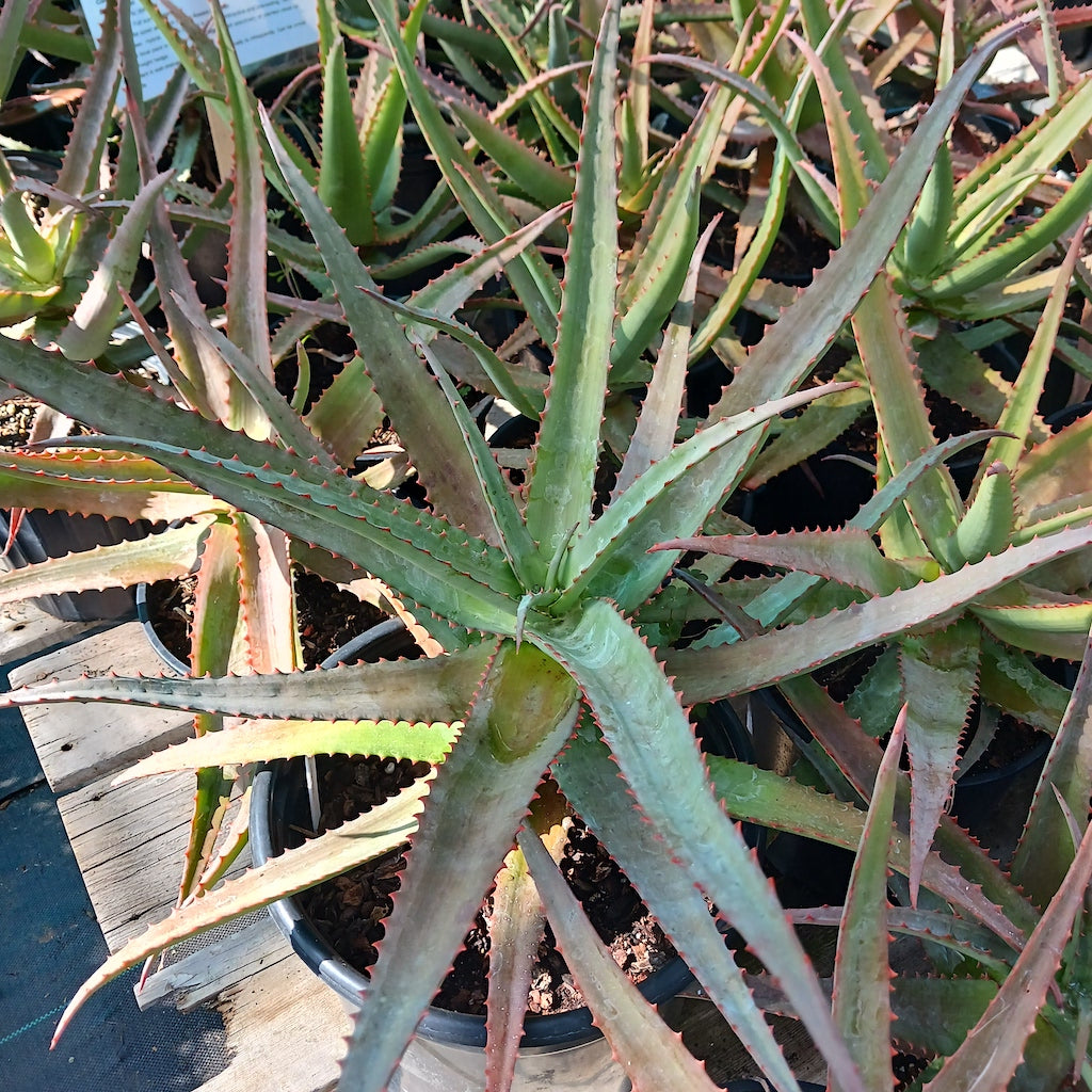 Aloe vaotsanda x divaricata