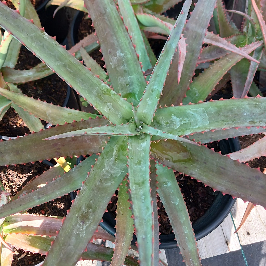 Aloe vaotsanda x divaricata
