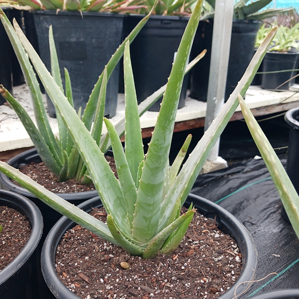 Aloe vera - 1ga