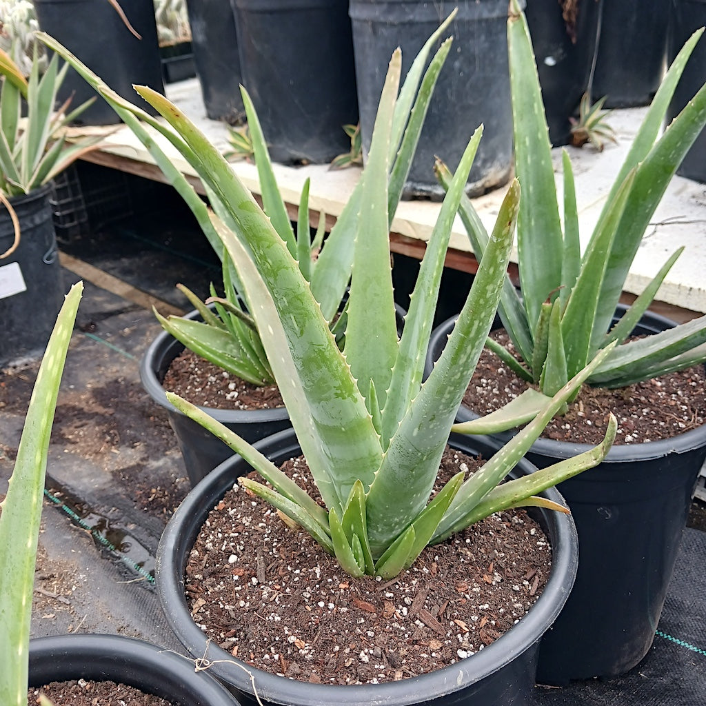 aloe vera non flowering plant Aloe vera