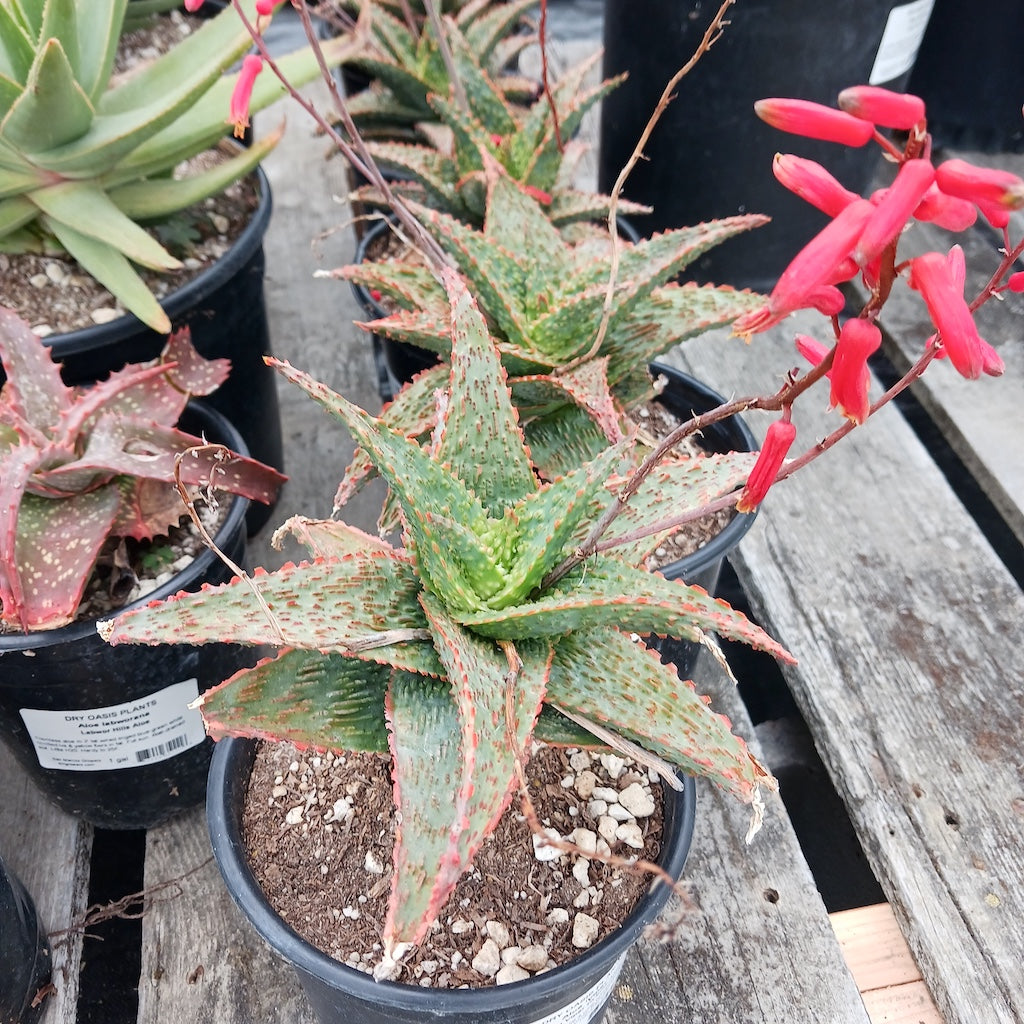 Aloe "Viper"
