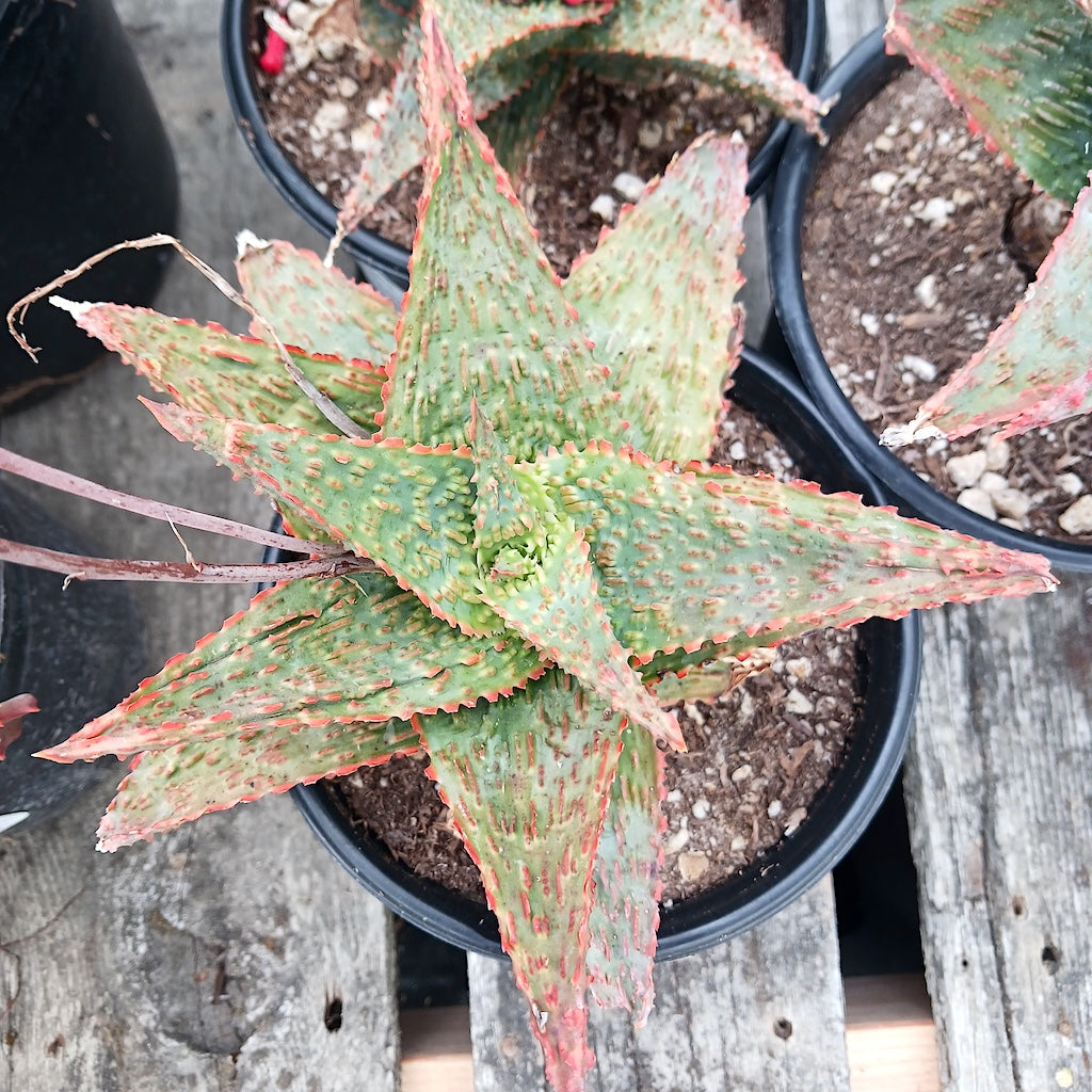 Aloe "Viper" top view