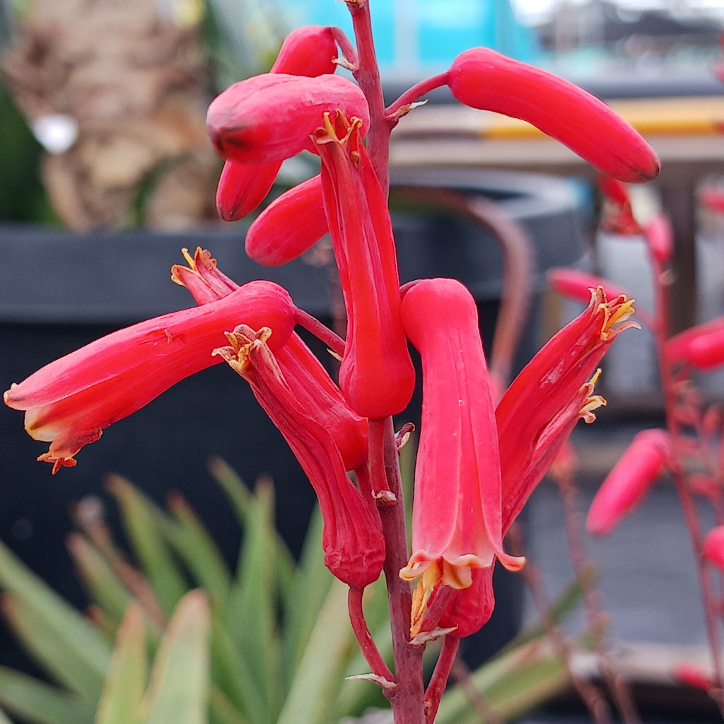 Aloe "Viper" flower close up view