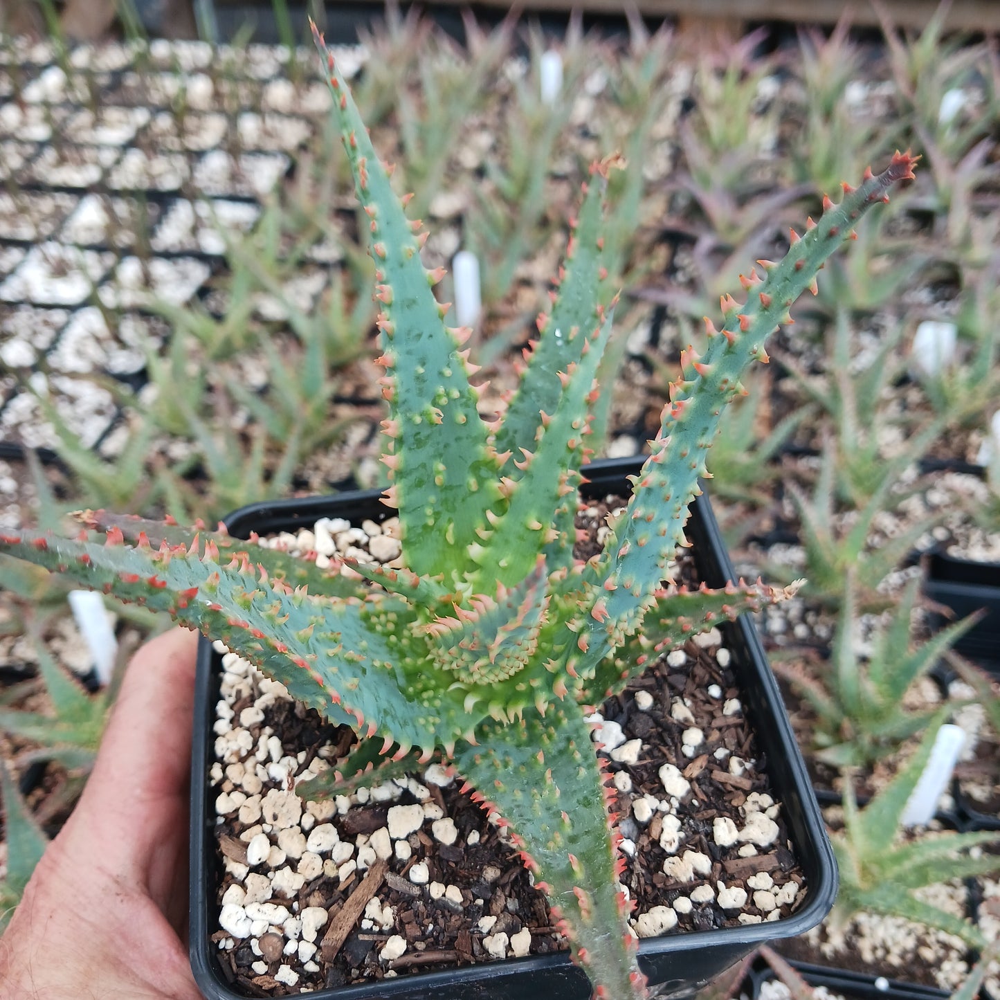 Close-up of Aloe ‘Wahoo’ in a 4-inch pot showing bumpy leaves and orange-red toothed margins in a greenhouse.