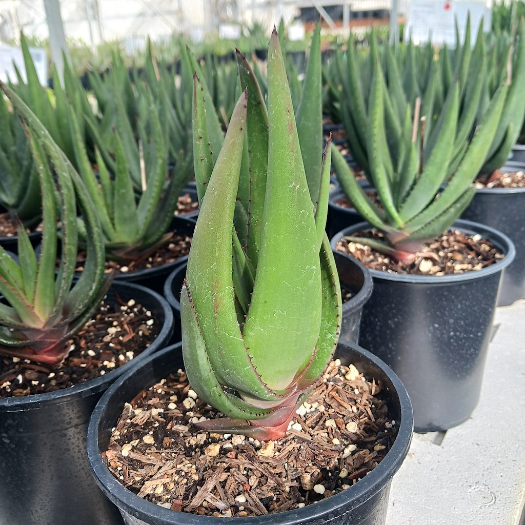 succulent like aloe Aloe wickensii