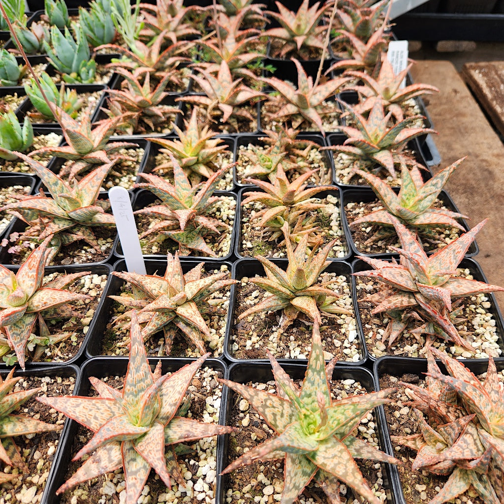 Aloe x 'Wrasse'
