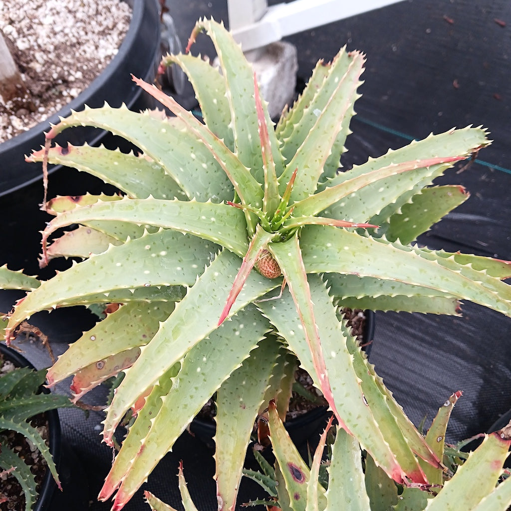 Aloe x spinosissima