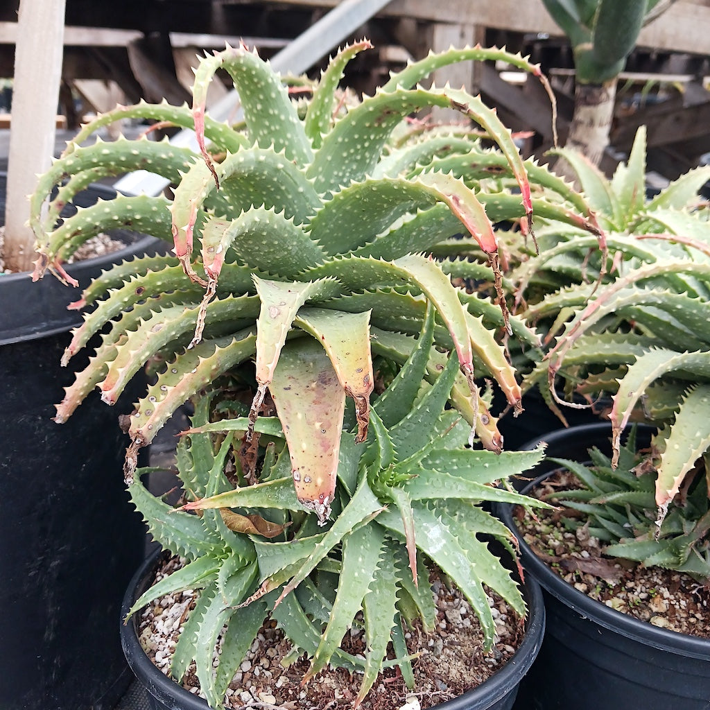 does aloe vera plant have thorns Aloe x spinosissima