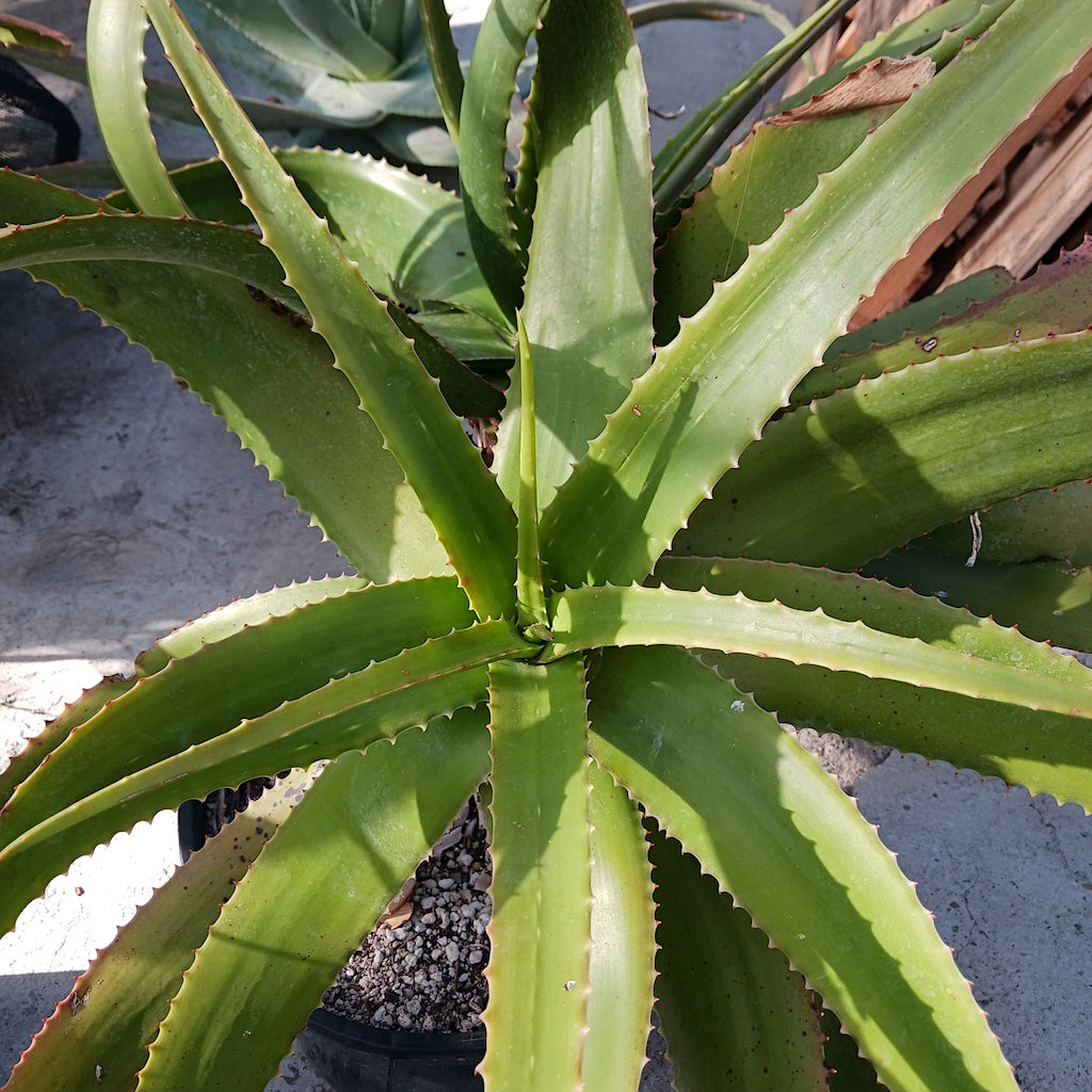 Aloe "Yemeni Orange" - 15ga
