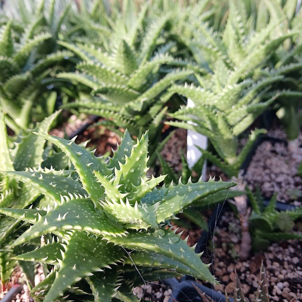 aloe zambezi Aloe 