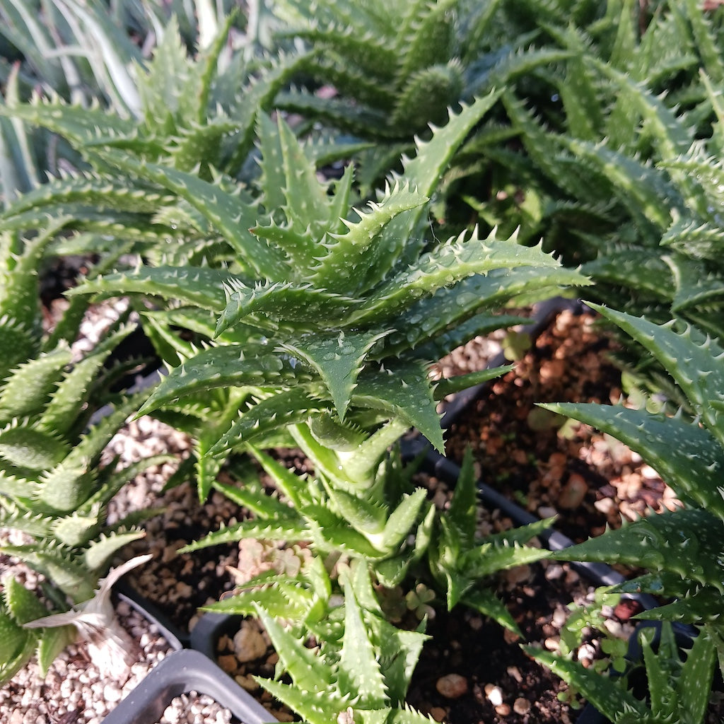 Aloe "Zanzibar"