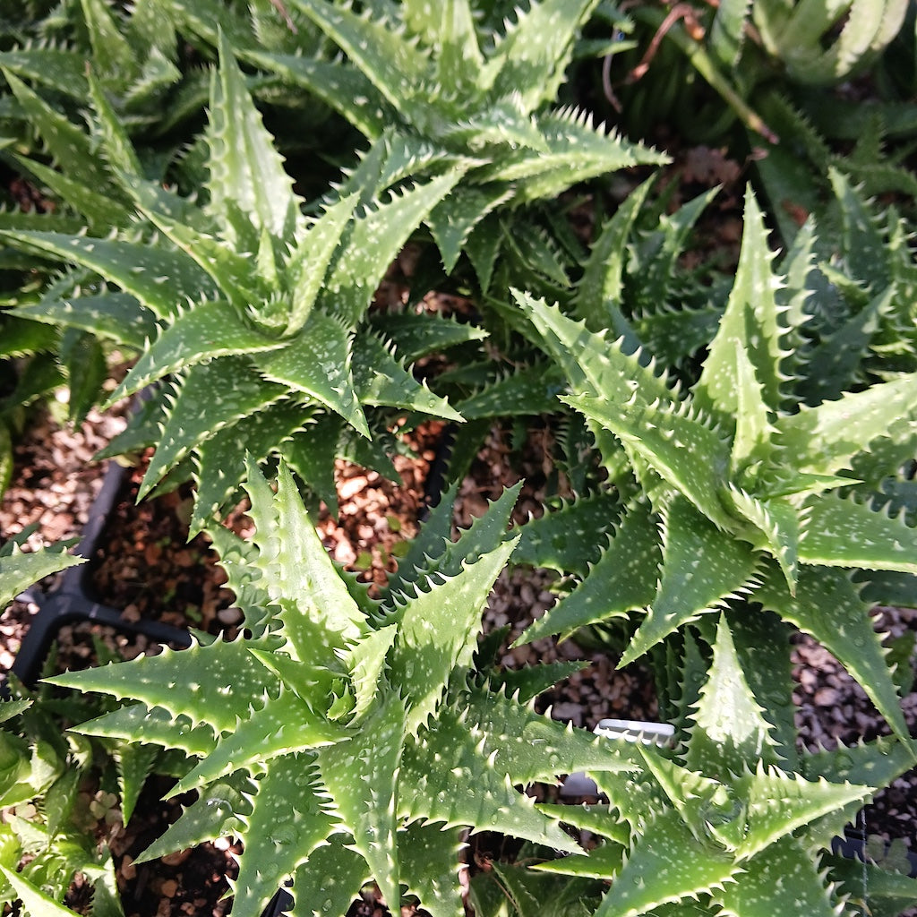 Aloe "Zanzibar"