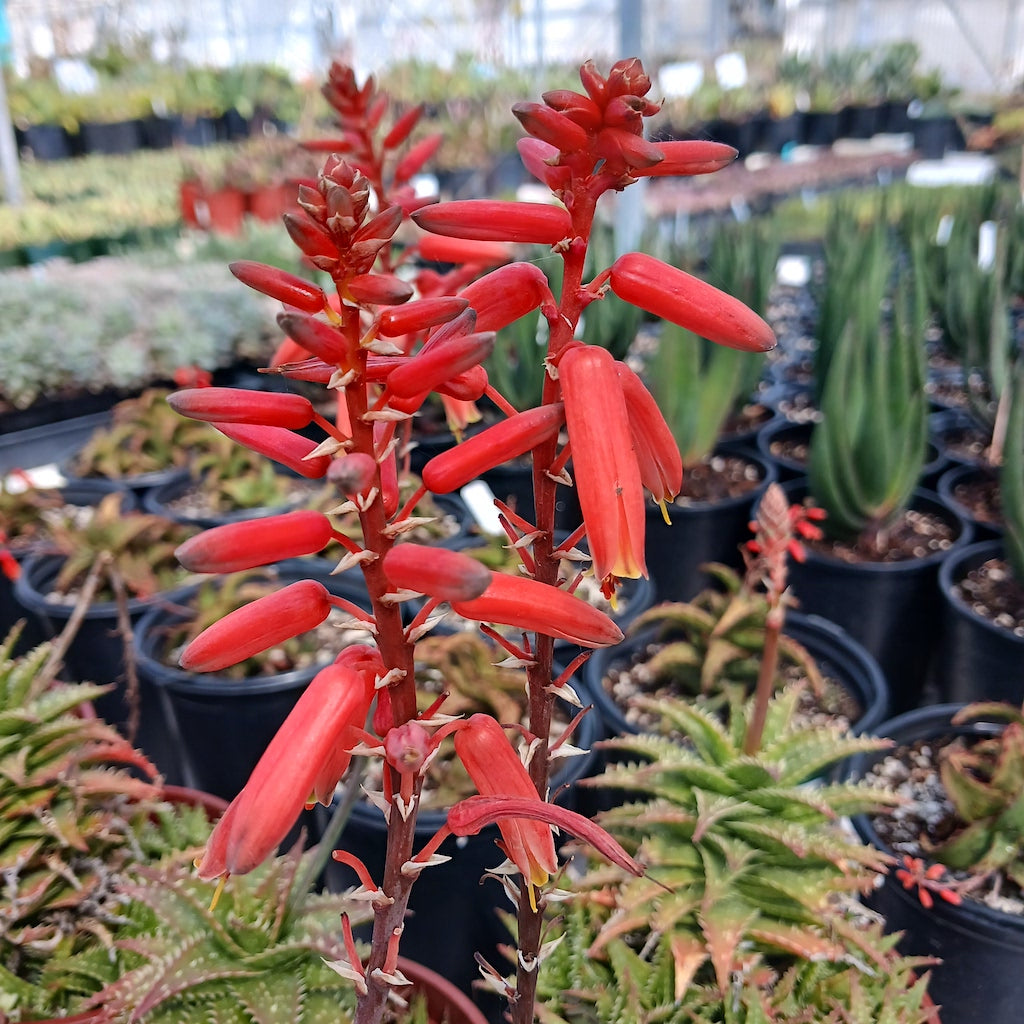 Aloe "Zanzibar" flower
