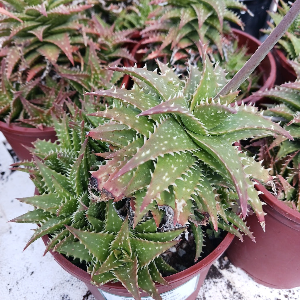 zanzibar succulent Aloe "Zanzibar"