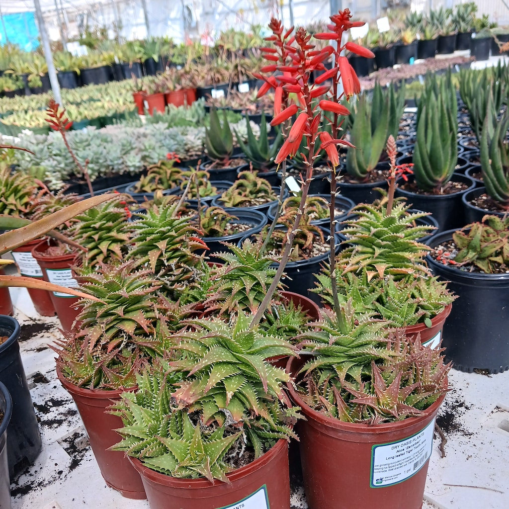 Multiple Aloe "Zanzibar" in 1ga containers