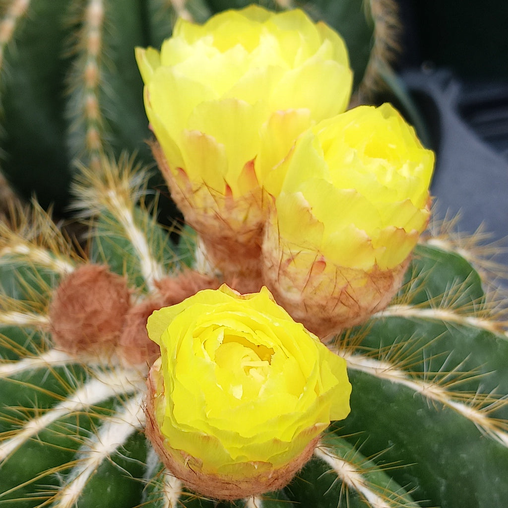 Parodia magnifica flower