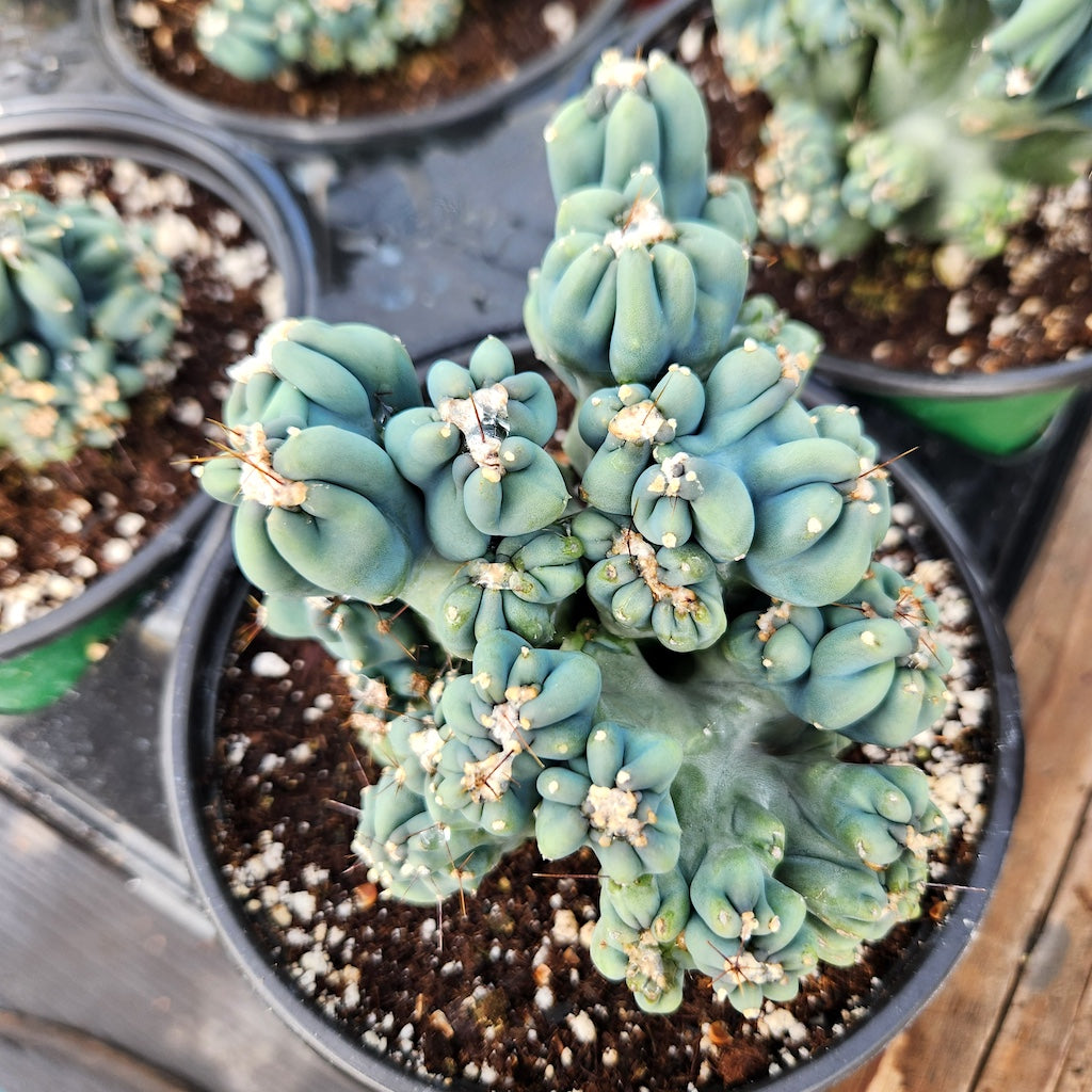 cereus forbesii monstrose