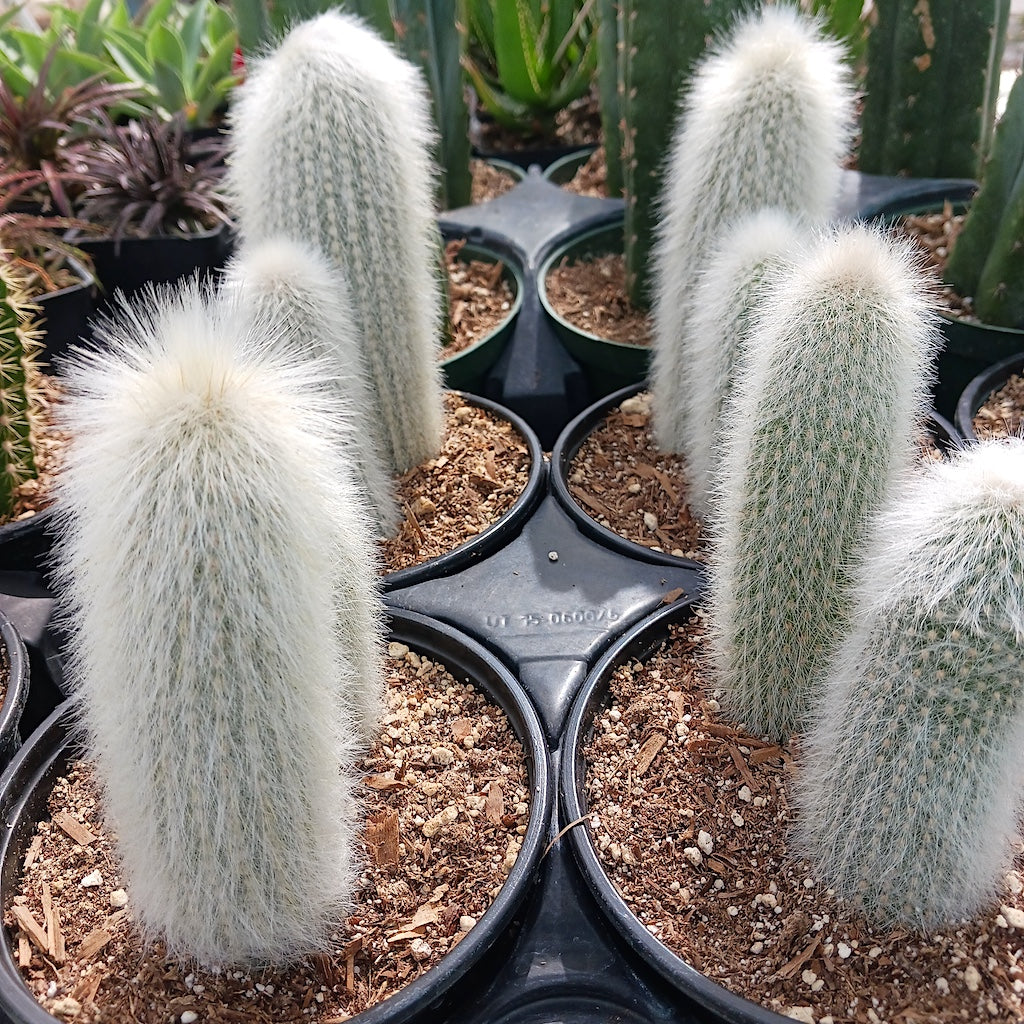 Cleistocactus strausii - 6 inch