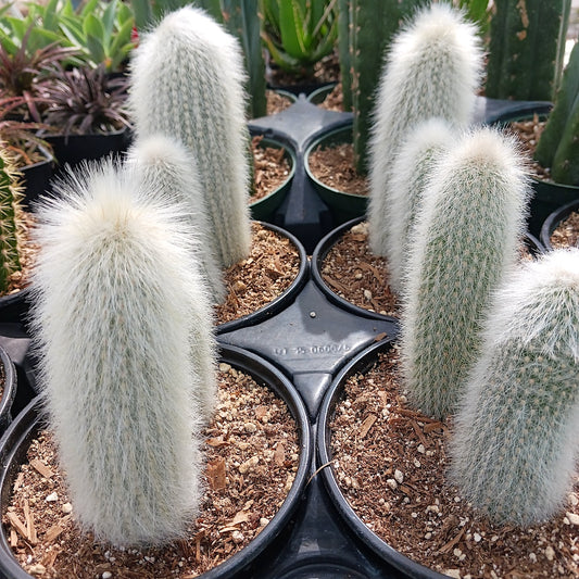 Cleistocactus strausii - 6 inch