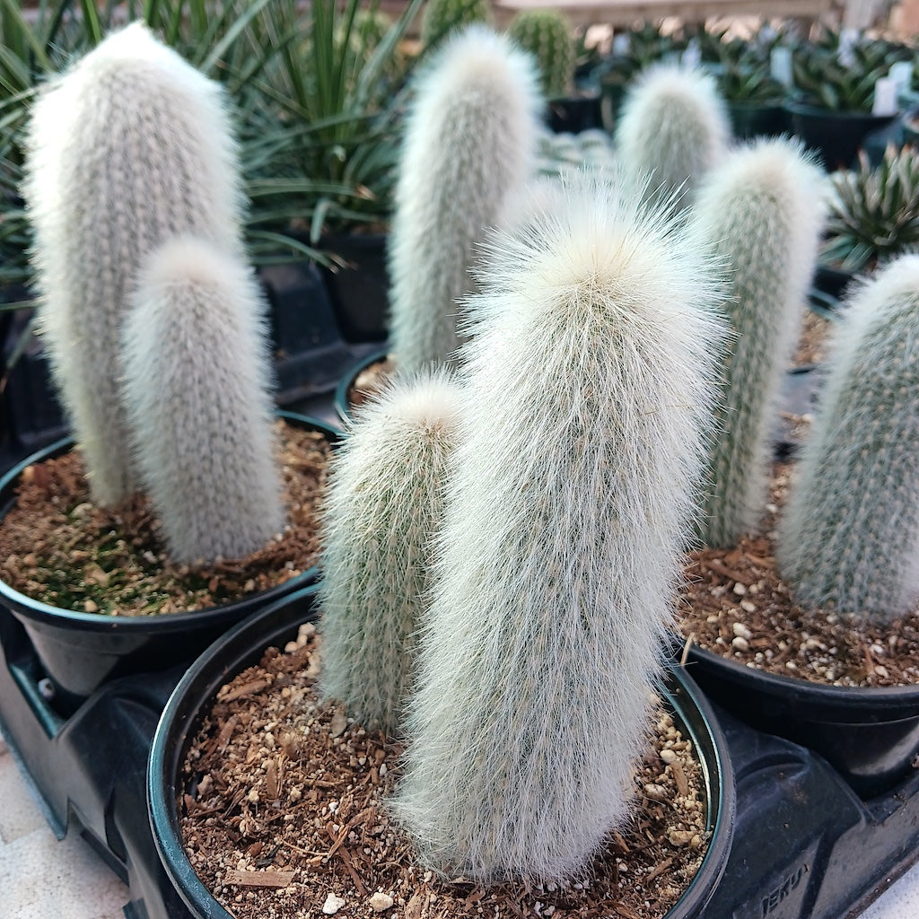 Cleistocactus strausii - 6 inch