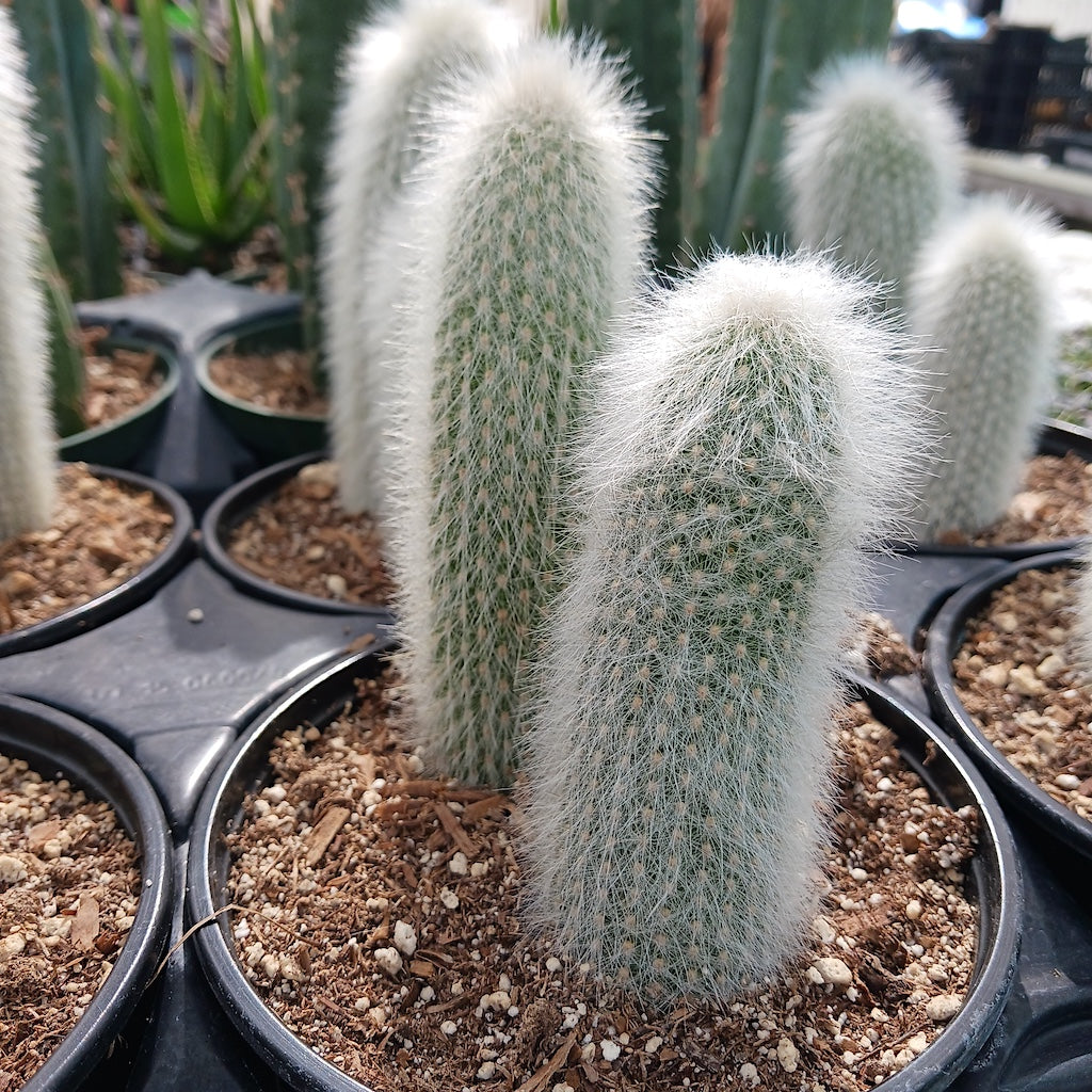 Cleistocactus strausii - 6 inch