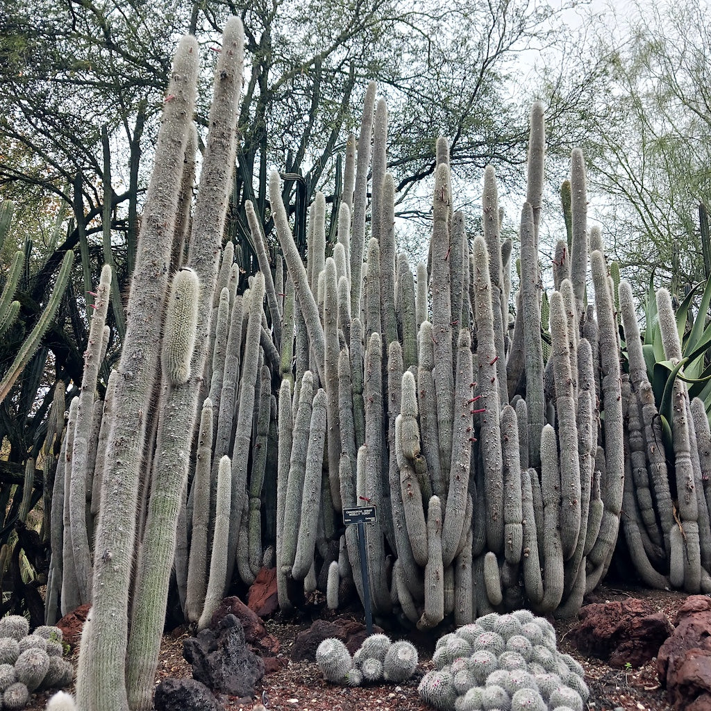 Cleistocactus strausii colony at the Huntington Botanical Gardens on a rainy day