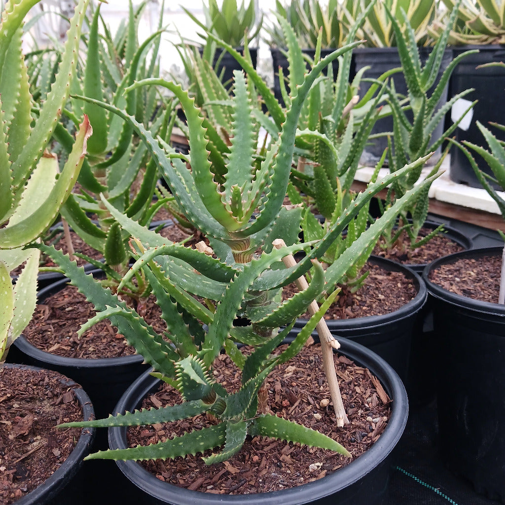 Aloe dawei