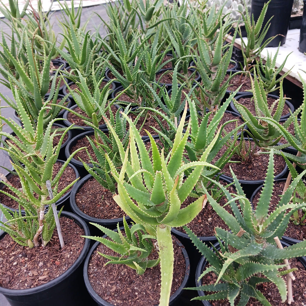 several Aloe dawei in 5ga nursery pots