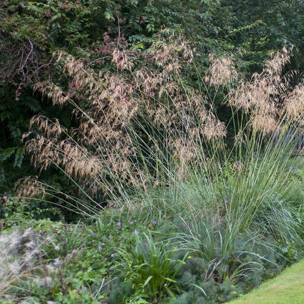 Deschampsia caespitosa - 4in