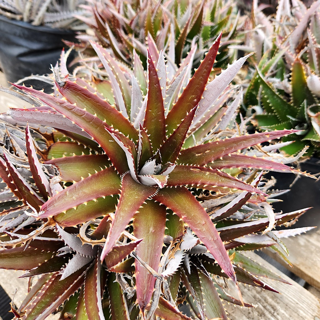 dyckia platyphylla