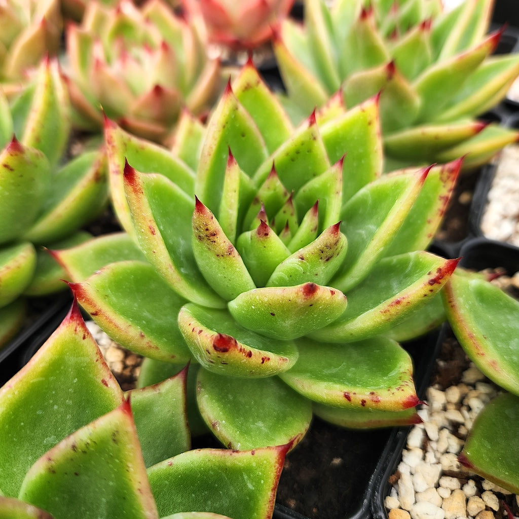 Echeveria agavoides