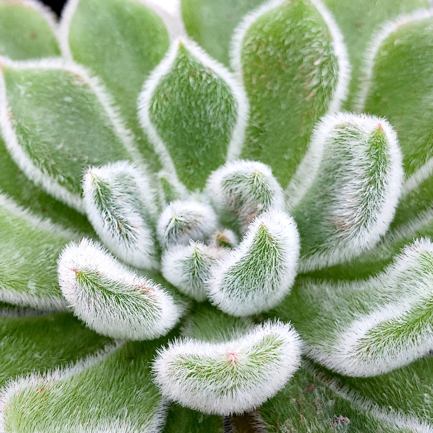 Echeveria "Doris Taylor" - 4in