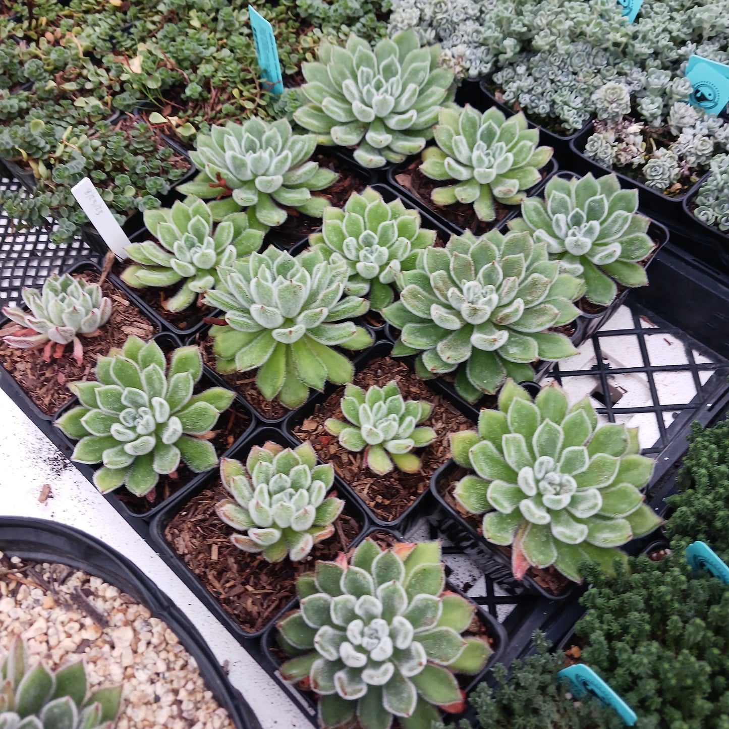 Echeveria "Doris Taylor" - 4in