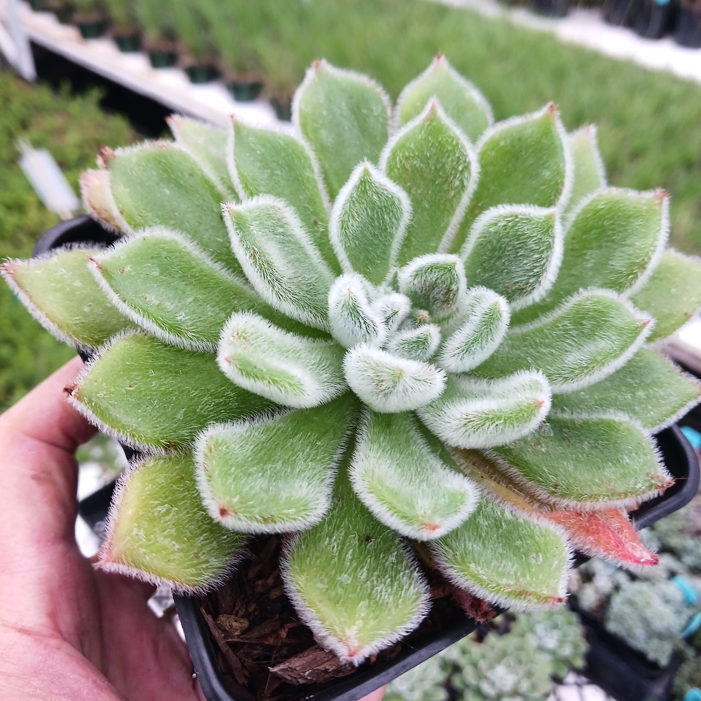 Echeveria "Doris Taylor" - 4in