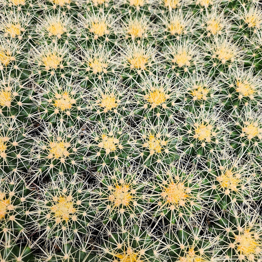 small Echinocactus grusonii in 2in pot