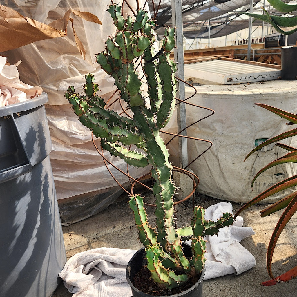 Euphorbia coerulescens