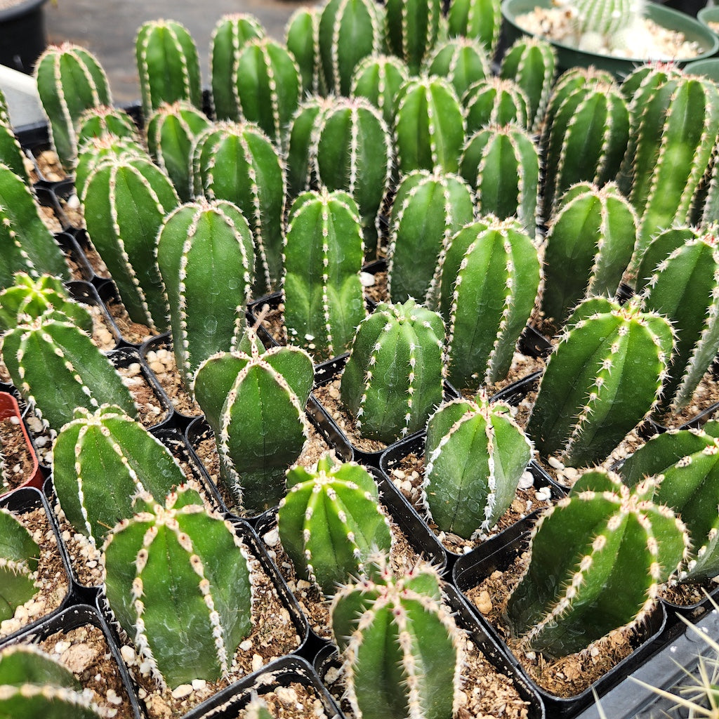 Pachycereus marginatus