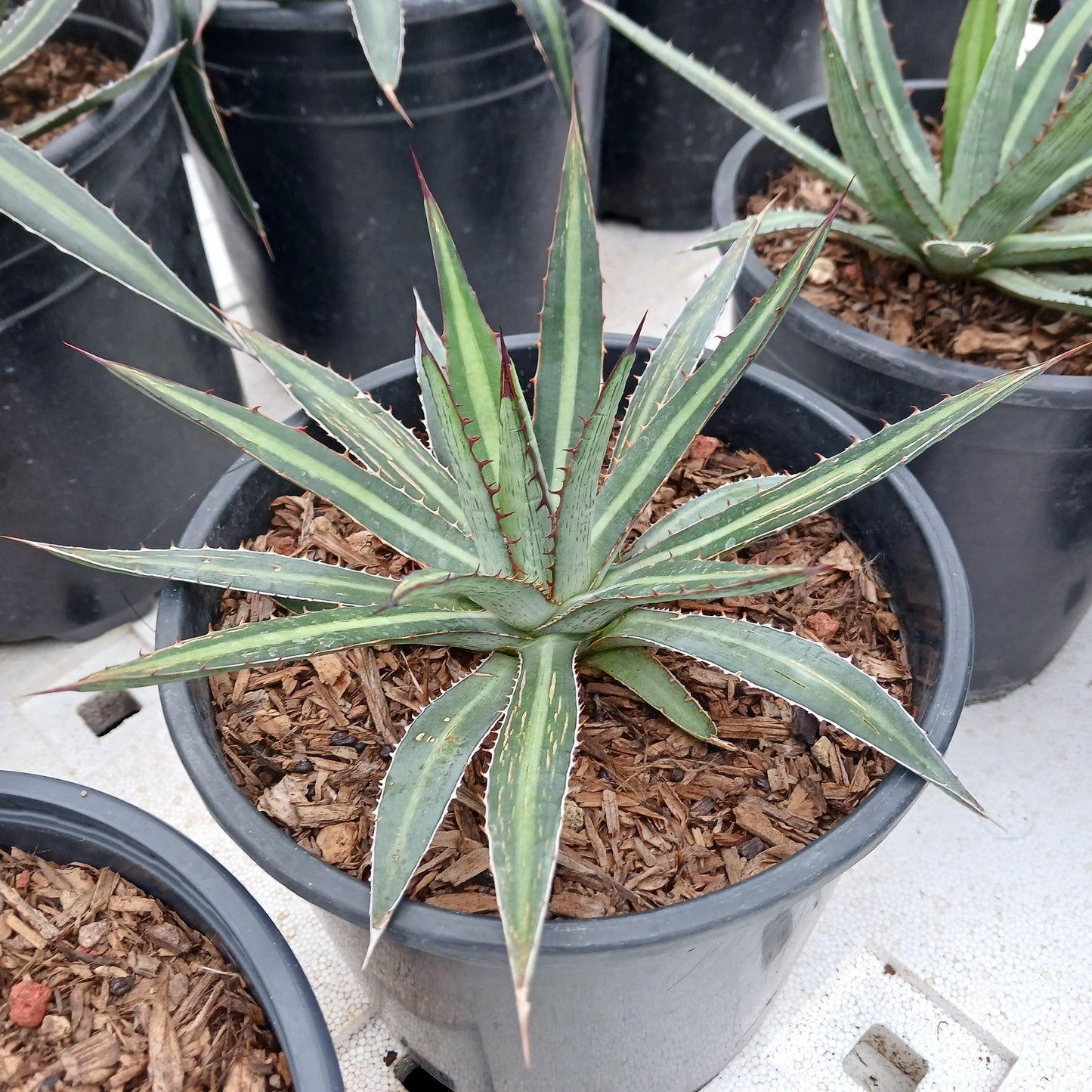 Agave funkiana "Fatal Attraction" - 1ga