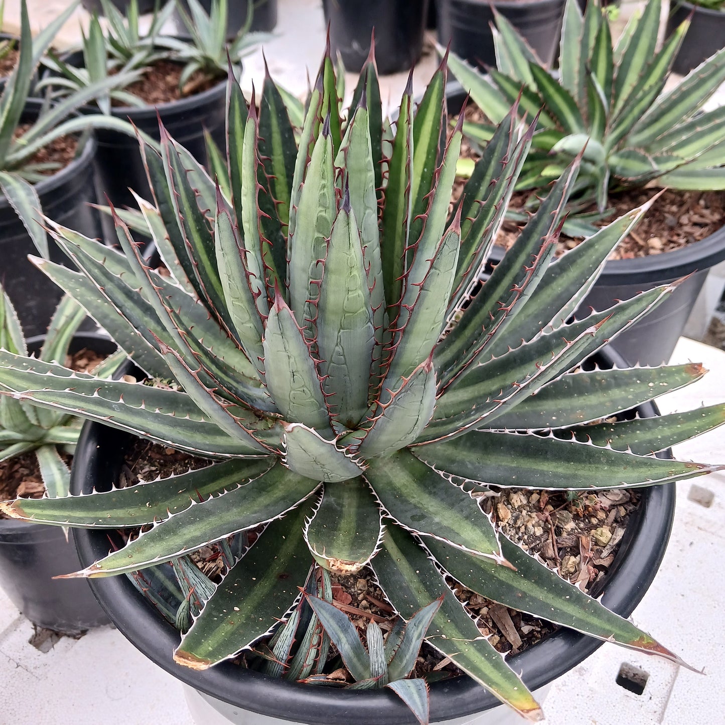 Agave funkiana "Fatal Attraction" - 5ga
