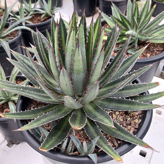 Agave funkiana "Fatal Attraction" - 5ga