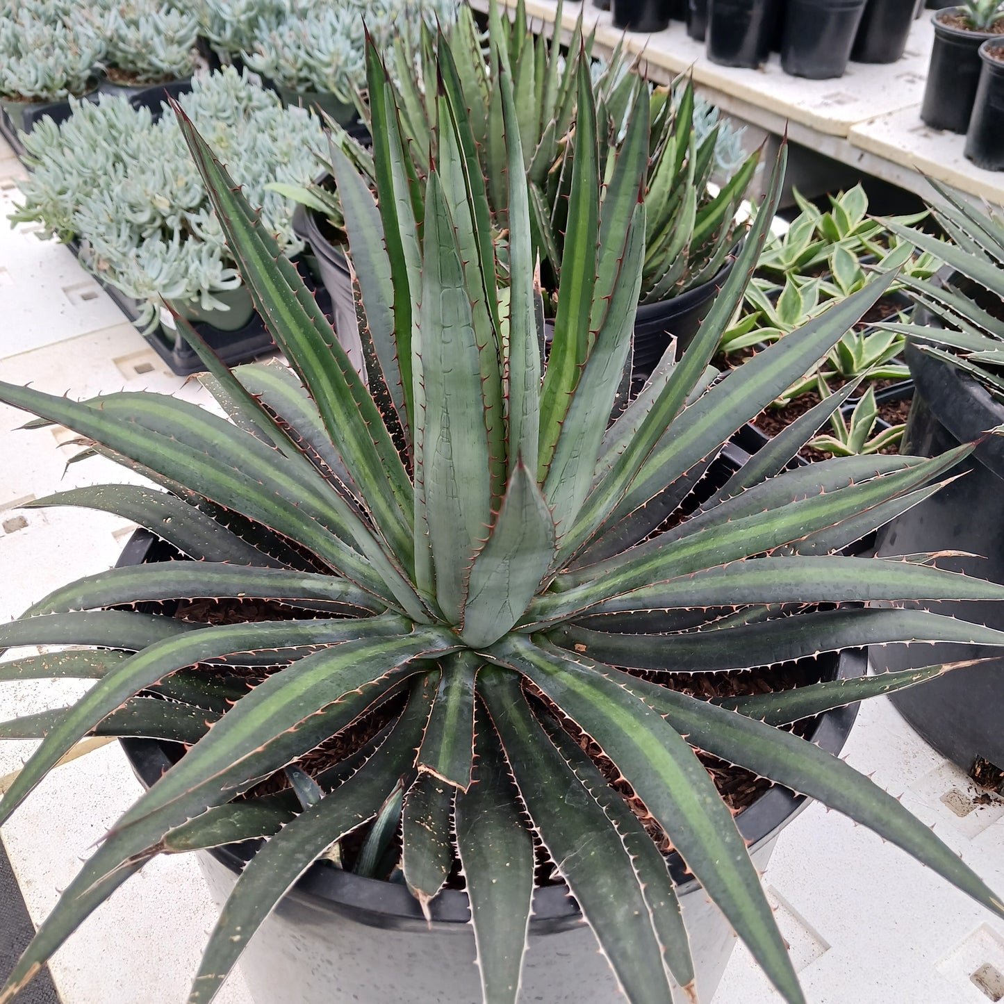 Agave funkiana "Fatal Attraction" - 7ga