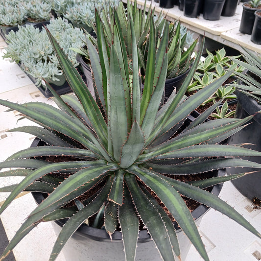 Agave funkiana "Fatal Attraction" - 7ga