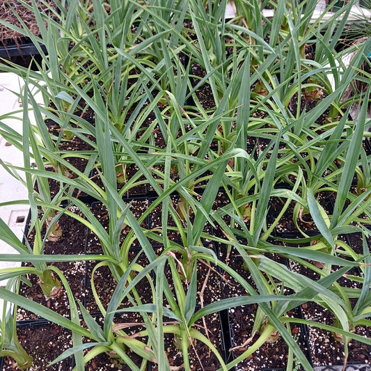 Furcraea bedinghausii - 6in