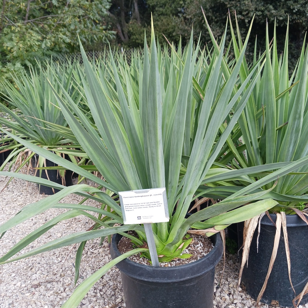 Furcrea bedinghausii