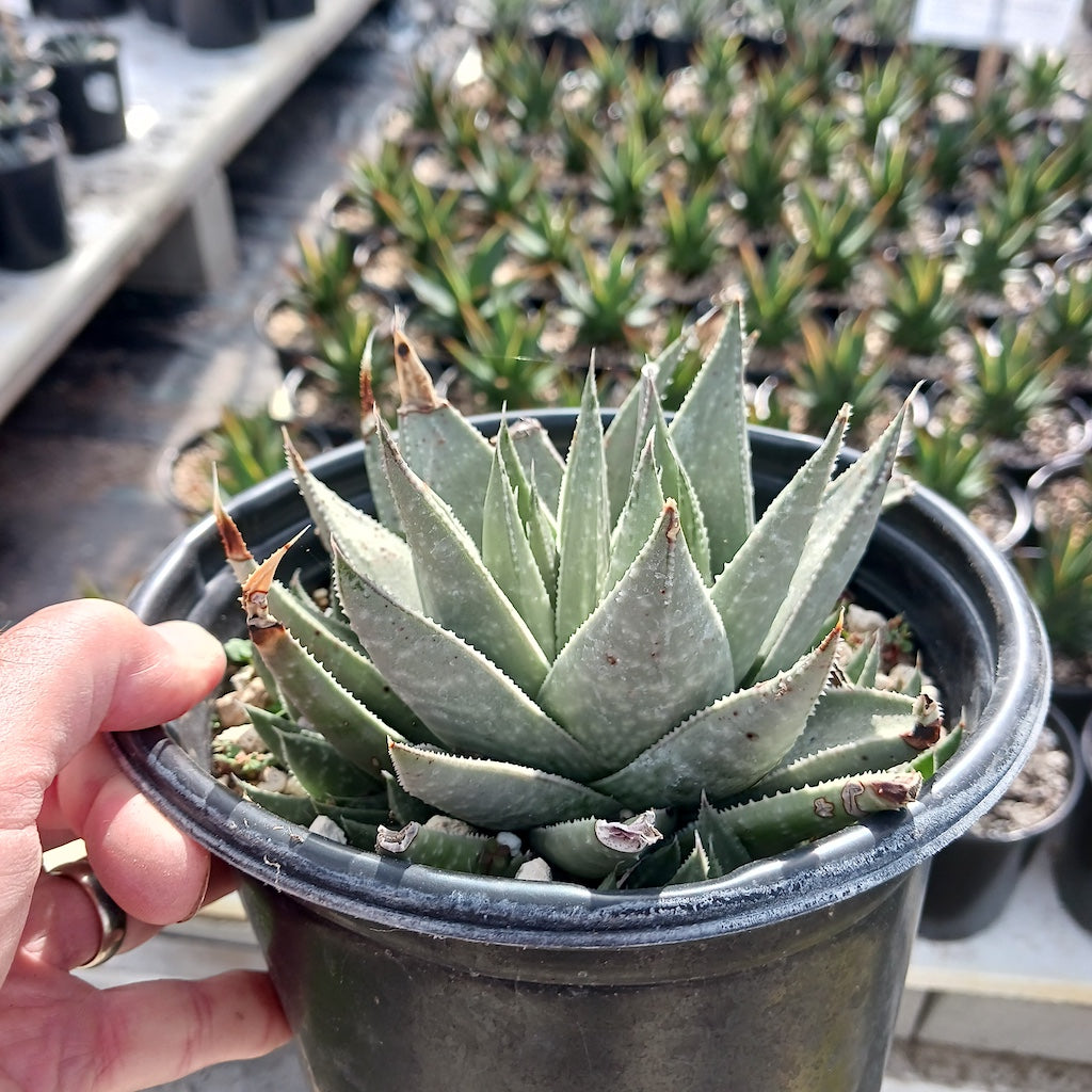 Gasteraloe "Kabela"