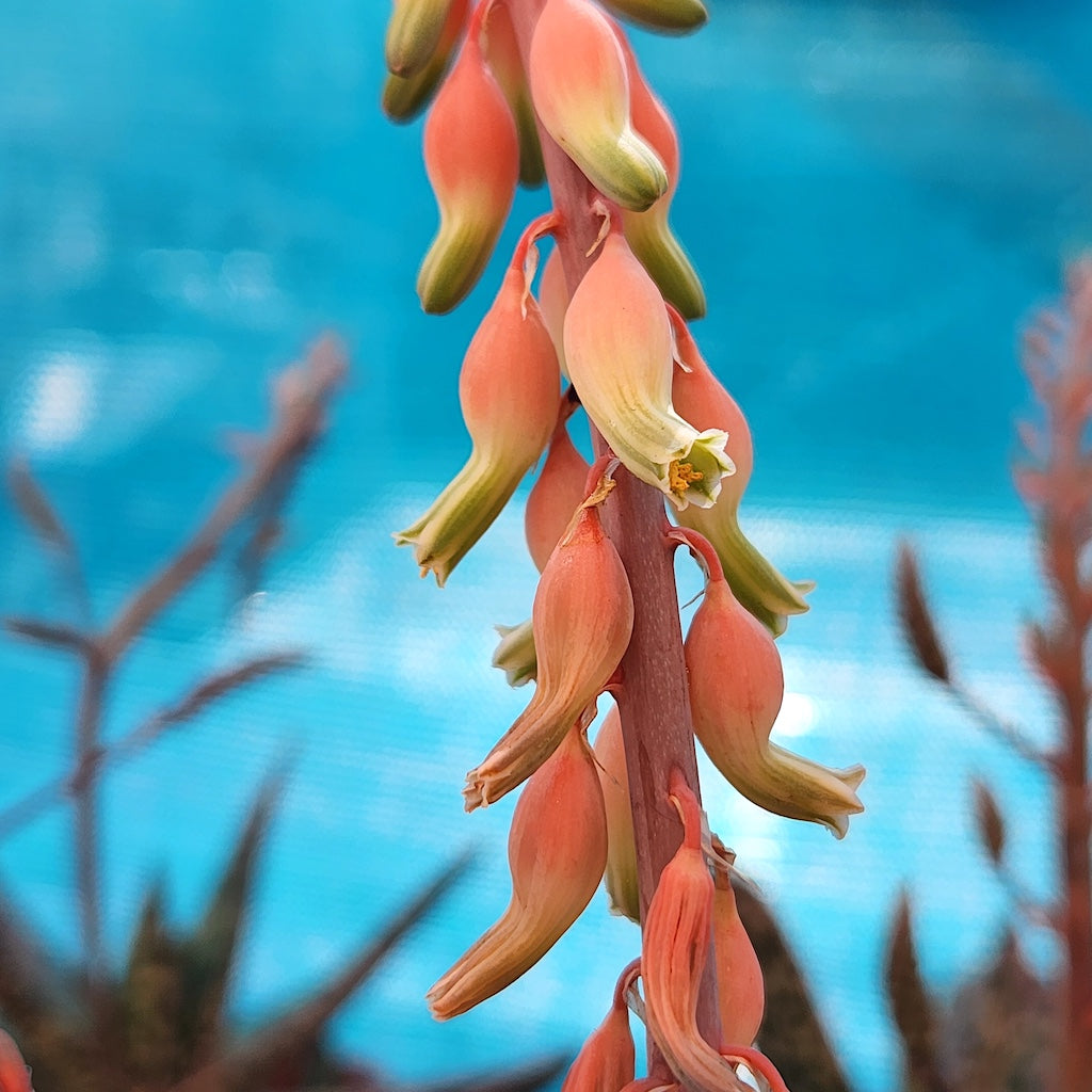 Gasteria bicolor flower